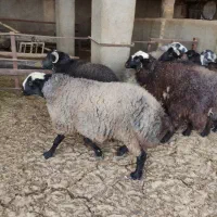 شیش تا بره فوق‌العاده چاق سرک دار