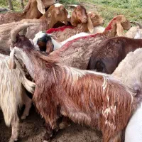 بزغاله نر ویک راس میش داشتی