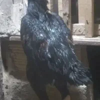 خروس  لاری اوشامو ومرغ برهما|حیوانات مزرعه|قروه, |دیوار