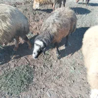 قوچ‌جوان‌دامازدق|حیوانات مزرعه|ثمرین, |دیوار