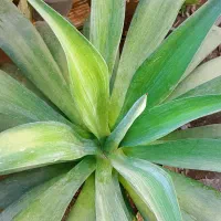 گل و گیاه خانگی|گل و گیاه طبیعی|چابهار, |دیوار