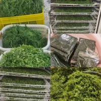 خورشتی جنوب