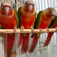 طوطی آرا کاسکو راهب لوری خورشیدی گرینچک عروس برزیل|پرنده|شیراز, فرودگاه شهید دستغیب شیراز|دیوار