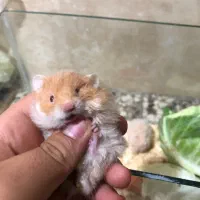 همستر ،خرگوش|موش و خرگوش|گنبد کاووس, |دیوار