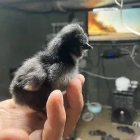 جوجه برهما و مرندی