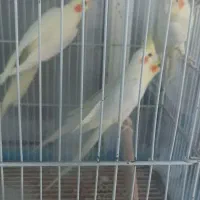 پرنده