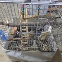 عروس هلندی|حیوانات|بهارستان, |دیوار