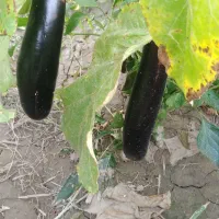 باغ و باغچه|فروش زمین و ملک کلنگی|انزل, |دیوار