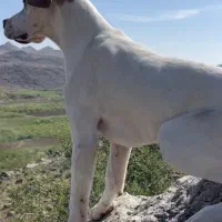 پوینتر انگلیسی|سگ|رشت, استادسرا|دیوار