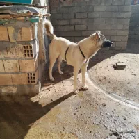 قیمت توافقی