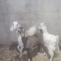 بزغاله دورگ پاکستانی|حیوانات مزرعه|آران و بیدگل, |دیوار