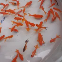 ماهی قرمز عید|ماهی|گنبد کاووس, |دیوار