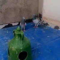 کبوتر مسافتی و پرشی|پرنده|خوی, |دیوار