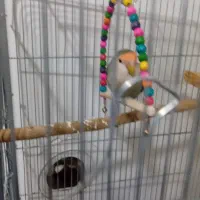 کوتله برزیلی دستی نر