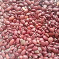 یک تن لوبیا قرمز درجه یک به فروش می رسد