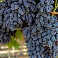 نهال اصل انگور موندراپ و دیگر ارقام خارجی