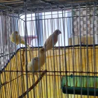 قناری درجه یک و خانگی بی نظیر و سالم و سرحال