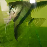 جفت انجل بلو تایگر ب شرط