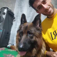 سگ ژرمن شپر3ماه چهارعدد