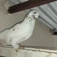 فروش کبوتر نر