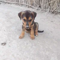 سلام علیک فروش ۲سگ پاکوتاه نر درساربوک|سگ|ساربوک, |دیوار