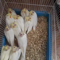 جوجه عروس هلندی|پرنده|رفسنجان, |دیوار