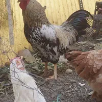 خروس بومی بسیار زیبا