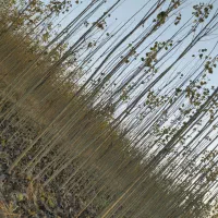 فوری فوری نهال صنوبر|حراج|بوکان, |دیوار