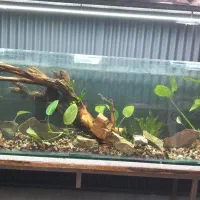 اکواریم 1نیم متری