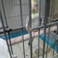 عروس هلندی ماده وسرحال اماده جفتگیری|پرنده|صباشهر, |دیوار