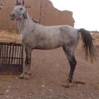 اسب مادیان پنج سال