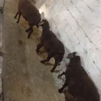 سه عدد بره یکی نر دو عدد ماده