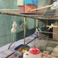 مرغ عشق بالغ تخم گذار