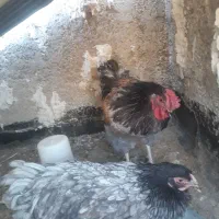 مرغ و خروس ویوندت|حیوانات مزرعه|شیراز, میانرود|دیوار