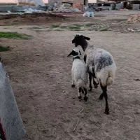 میش بره دار جنس بالا بره ماده