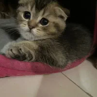 گربه اسکاتیش