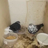 نر وماده وجوجه