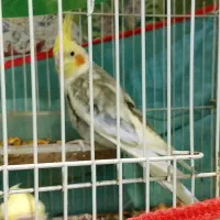 عروس هلندی نر