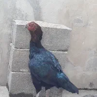 مرغ لاری افغان دنگ بالا|حیوانات مزرعه|تاتار علیا, |دیوار