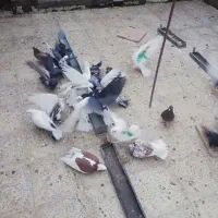کبوتر