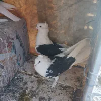 کفتر|پرنده|نجفآباد, حومه نجف آباد|دیوار