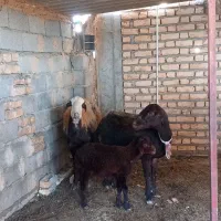 بز آبستن و چوش و بره نر ماده|حیوانات مزرعه|سیمین شهر, |دیوار