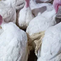 بوقلمون گوشتی کاملا ارگانیک|حیوانات مزرعه|احمدسرگوراب, |دیوار