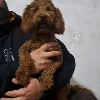 پودل دارک رد نر جهت جفتگیری