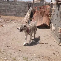 سگ گله فروشی