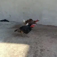 فروش دو عدد بوقله مون نر|حیوانات مزرعه|زیویه, |دیوار