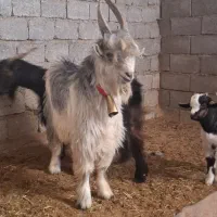 بزقاله دوبری ترکی|حیوانات مزرعه|بن, |دیوار