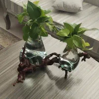 گلدان دکوری|گل و گیاه طبیعی|مشهد, شهرک مطهری|دیوار