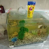 مجموعه کامل آکواریوم با 8 ماهی مولی زنده‌زا