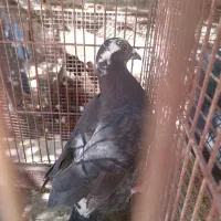 کفتر نر جوان|پرنده|شیراز, کفترک|دیوار